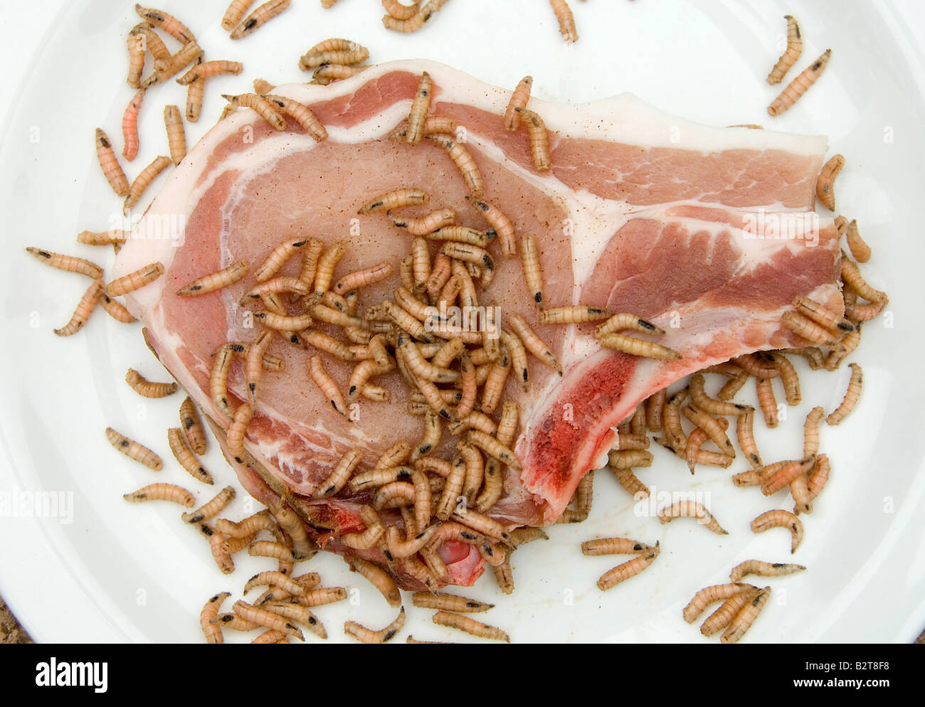 Vermi di carne in decomposizione Foto Stock