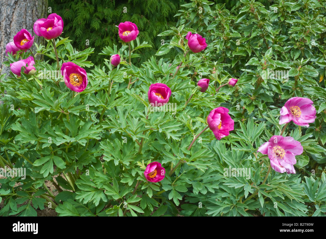 Paeonia humilis fiori pianta coltivata Dundee Perthshire Scozia può Foto Stock