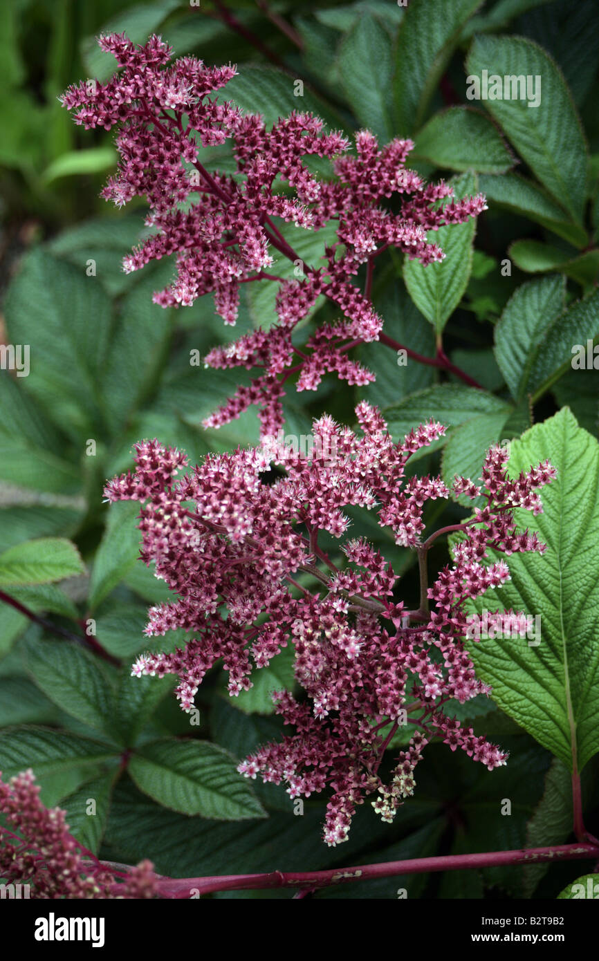 Filipendula palmata Rubra rhizomatous perenne da habitat umido Foto Stock