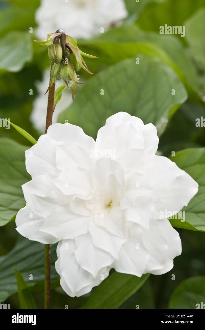 Great White trillium Trillium grandiflorum Flore Pleno fiori Branklyn Garden Perthshire Scozia UK potrebbe Foto Stock