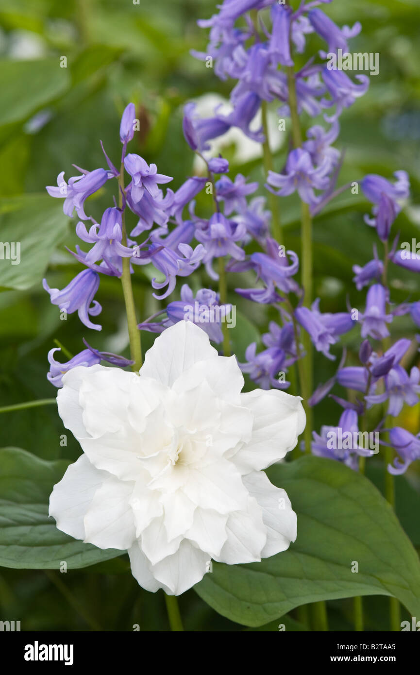 Great White trillium Trillium grandiflorum Flore Pleno fiori Branklyn Garden Perthshire Scozia UK potrebbe Foto Stock