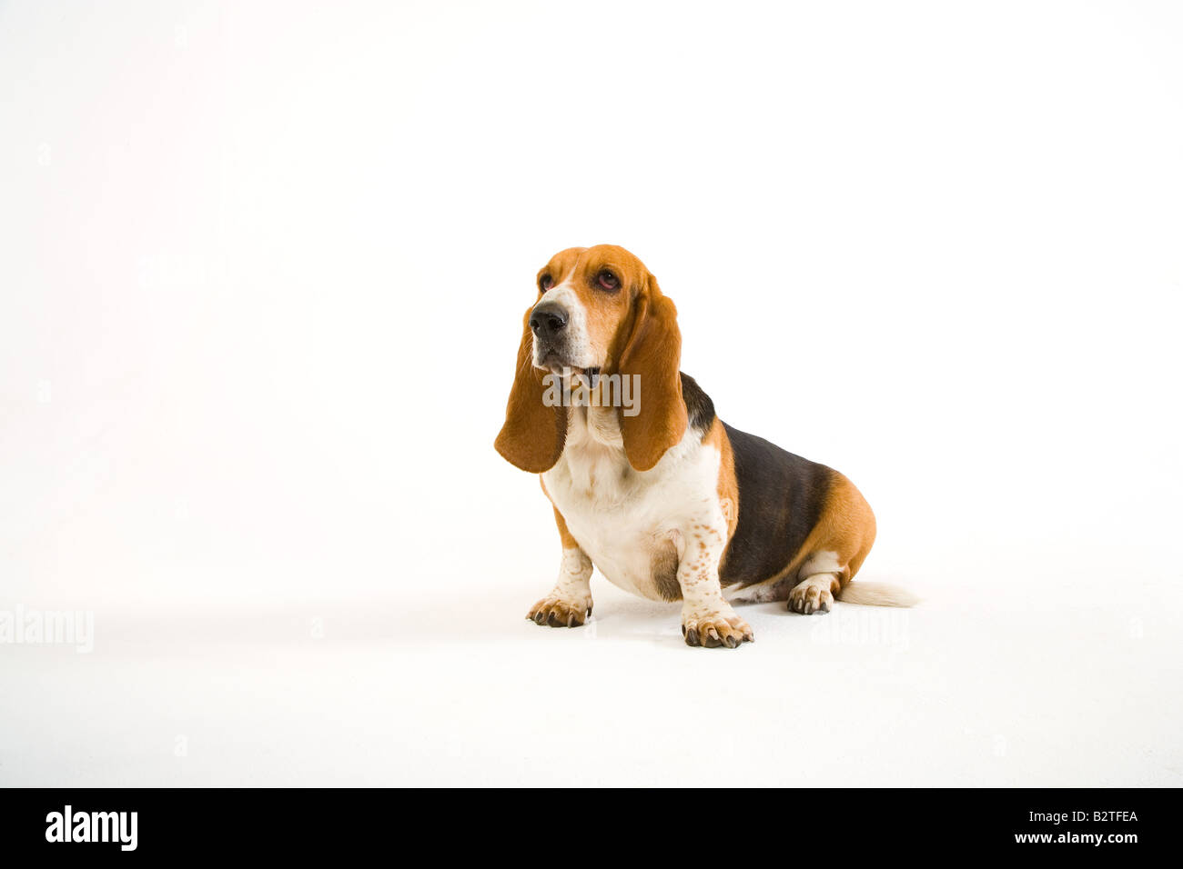 Ritratto di Basset Hound in ambiente domestico Foto Stock