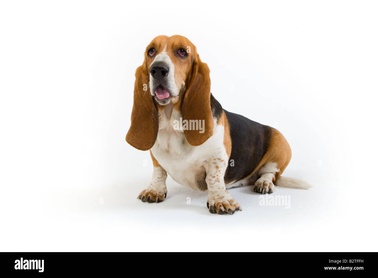 Ritratto di Basset Hound in ambiente domestico Foto Stock