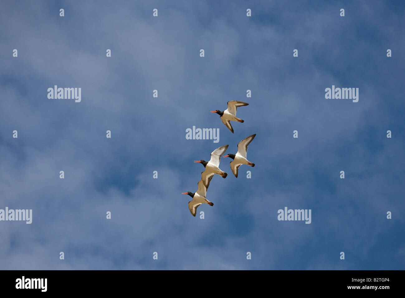 Gruppo di Oystercatchers Haematopus ostralegus in volo Foto Stock