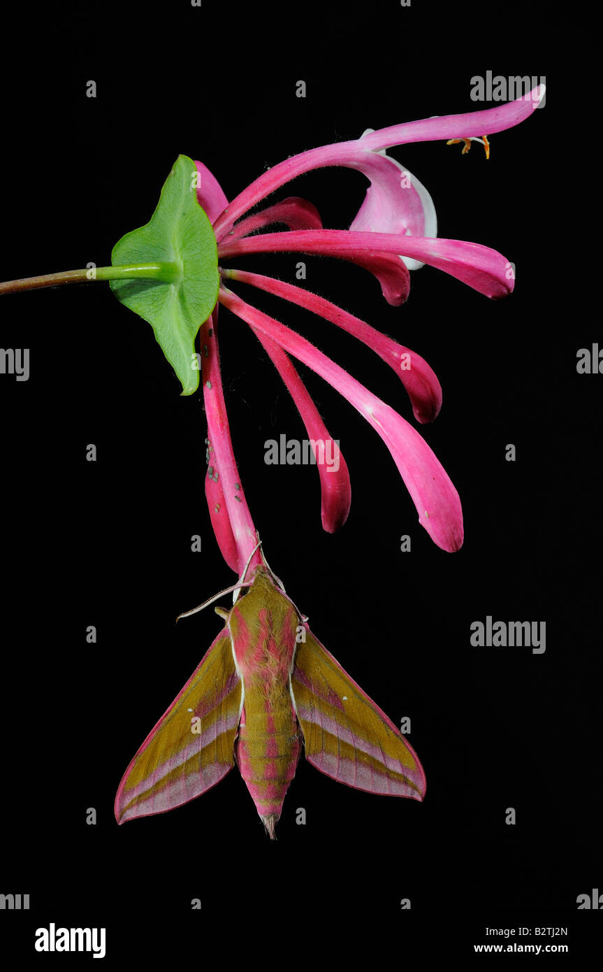 Elephant Hawkmoth Deilephila elpenor Oxfordshire England Regno Unito sospesi dal caprifoglio fiore Foto Stock