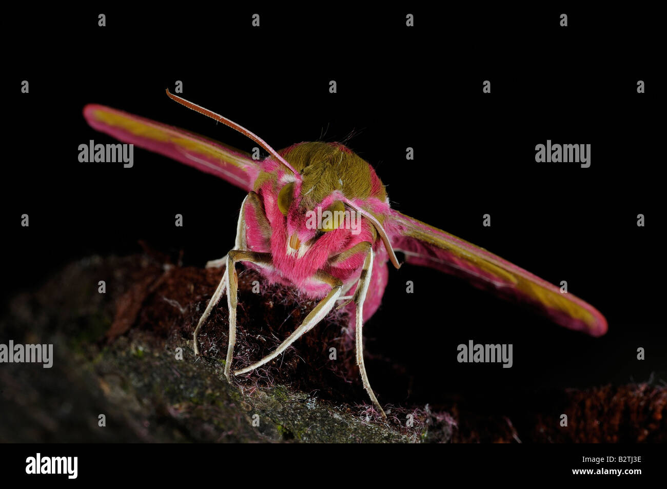 Elephant Hawkmoth Deilephila elpenor Oxfordshire Inghilterra vista di appoggio dalla parte anteriore che mostra la testa e gli occhi Foto Stock