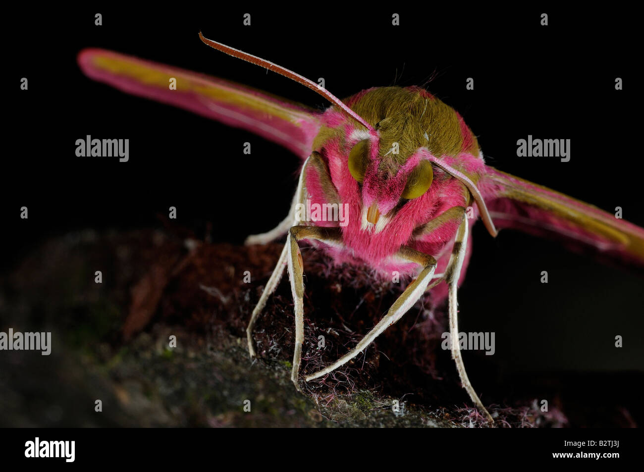 Elephant Hawkmoth Deilephila elpenor Oxfordshire England Regno Unito vista dalla parte anteriore in prossimità della testa Foto Stock