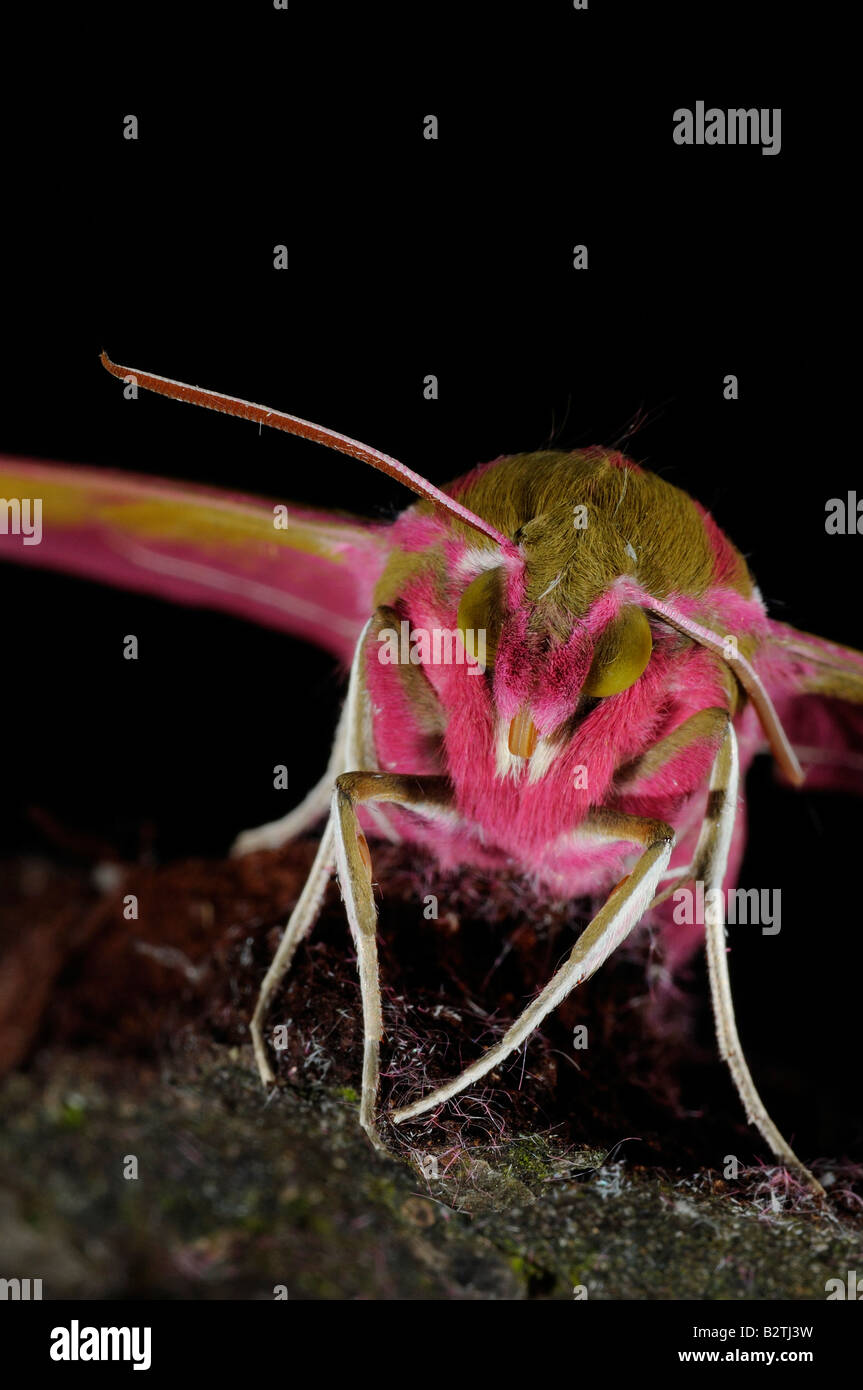 Elephant Hawkmoth Deilephila elpenor Oxfordshire England Regno Unito vista dalla parte anteriore in prossimità della testa Foto Stock