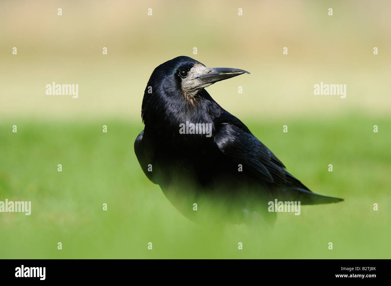 Rook Corvus frugilegus Oxfordshire UK in piedi in erba lunga Foto Stock