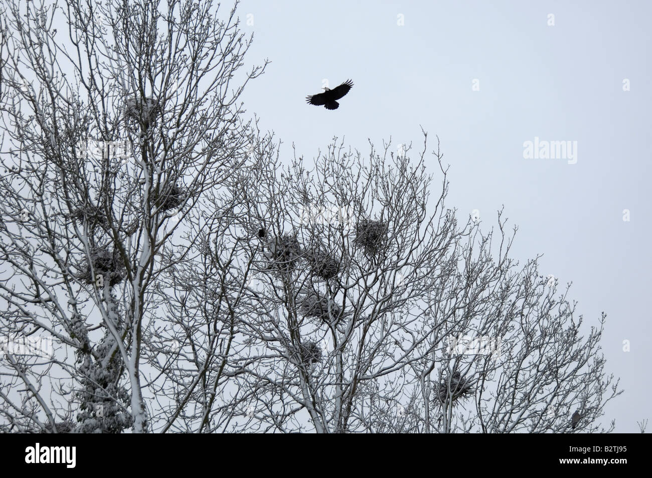 Rook Corvus frugilegus Oxfordshire UK rookery dopo la nevicata nidi ricoperta di neve Foto Stock