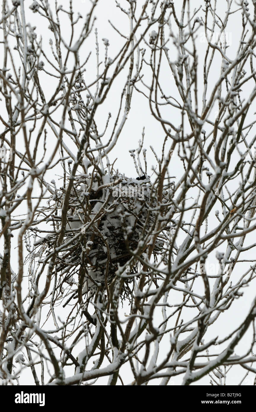 Rook Corvus frugilegus Oxfordshire UK nido coperto di neve Foto Stock