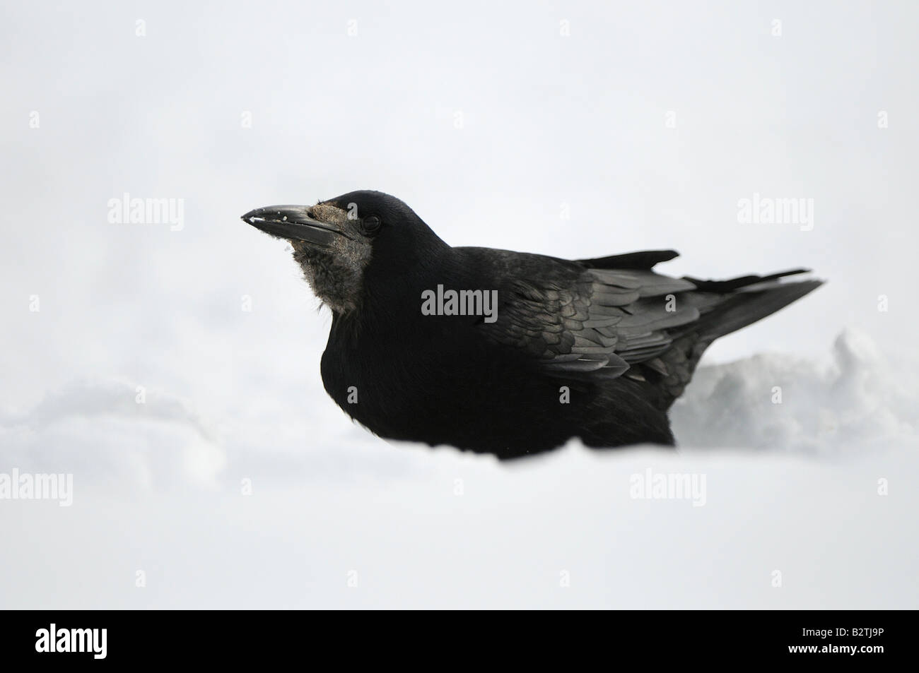 Rook Corvus frugilegus Oxfordshire UK rovistando nella neve Foto Stock
