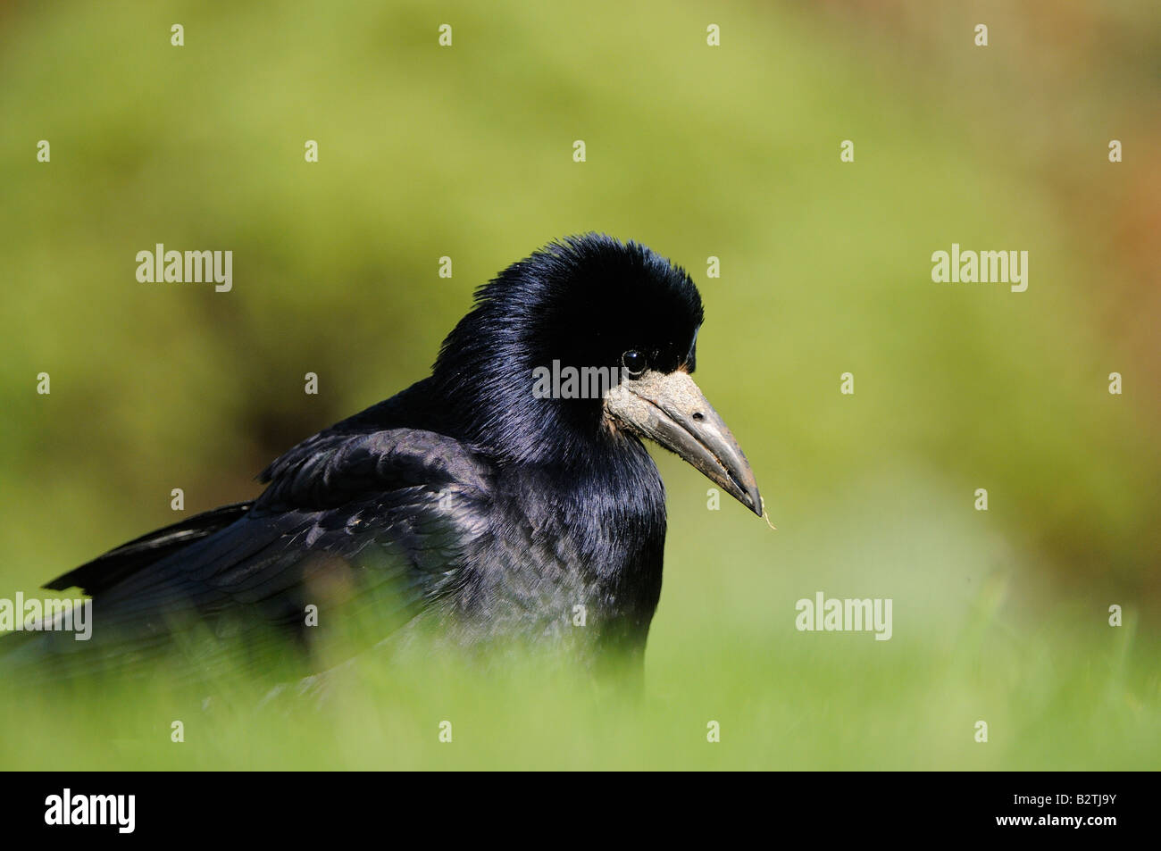 Rook Corvus frugilegus Oxfordshire UK in erba close up Foto Stock