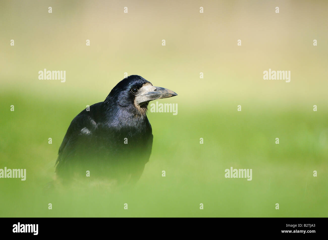 Rook Corvus frugilegus Oxfordshire UK sul terreno in erba Foto Stock