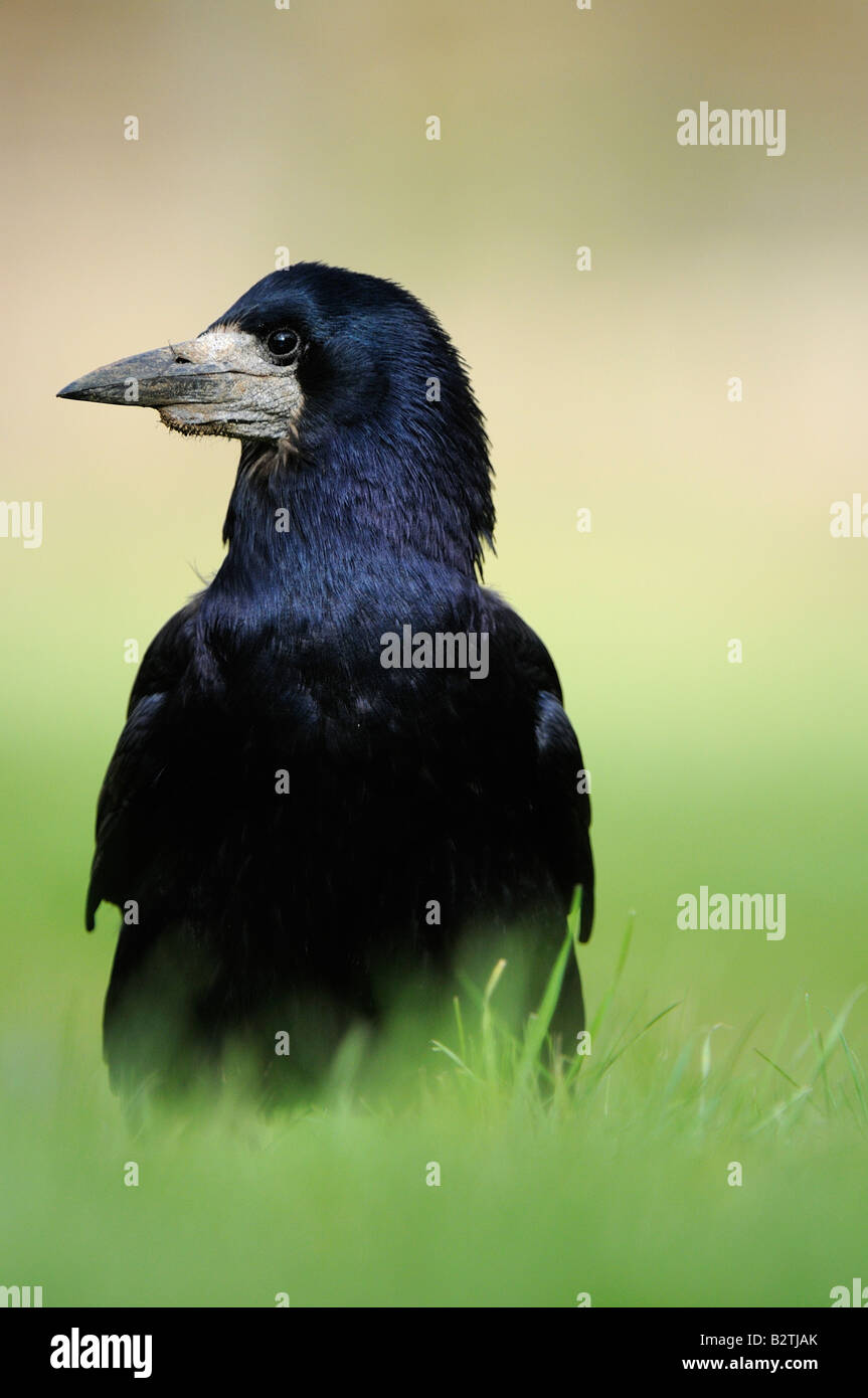 Rook Corvus frugilegus Oxfordshire UK sul terreno in erba ritratto Foto Stock