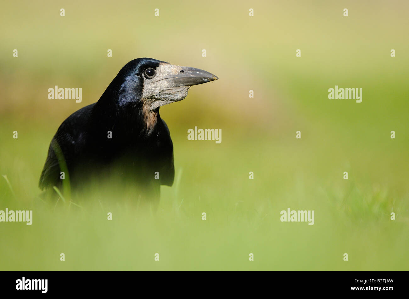 Rook Corvus frugilegus Oxfordshire UK sul terreno in erba Foto Stock