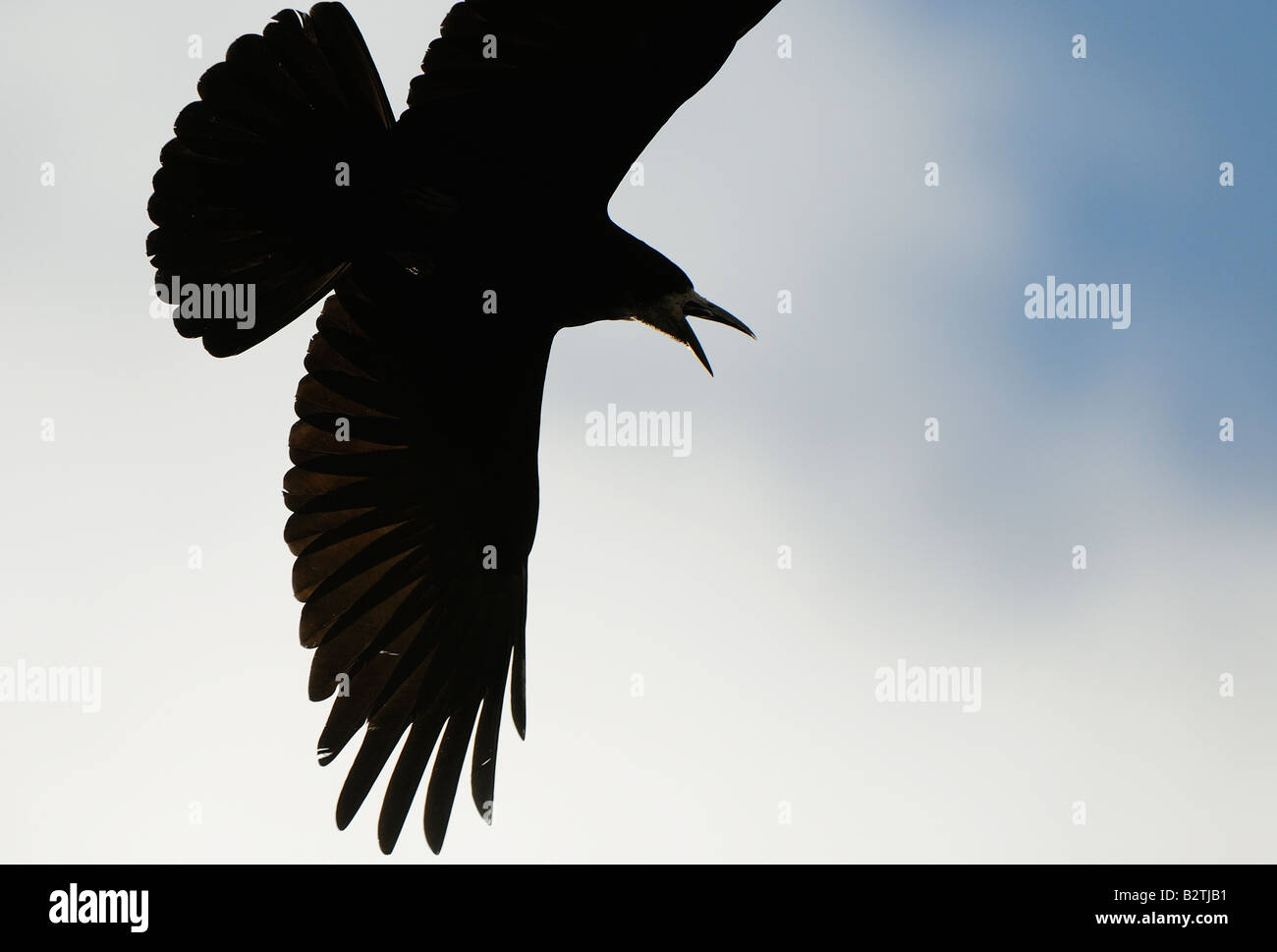 Rook Corvus frugilegus Oxfordshire UK in volo squawking in silhouette close up Foto Stock
