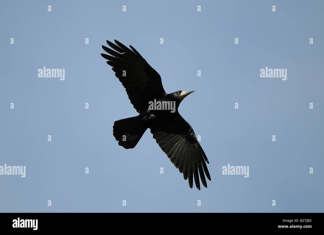 Rook Corvus frugilegus Oxfordshire UK in volo vista dal basso Foto Stock