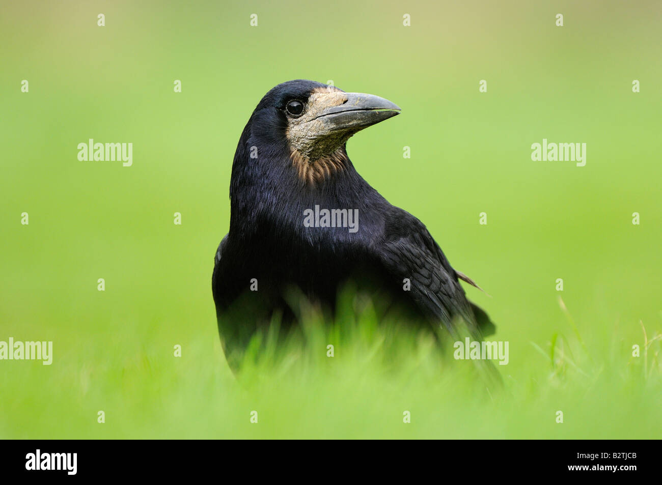 Rook Corvus frugilegus Oxfordshire UK in piedi in erba close up Foto Stock