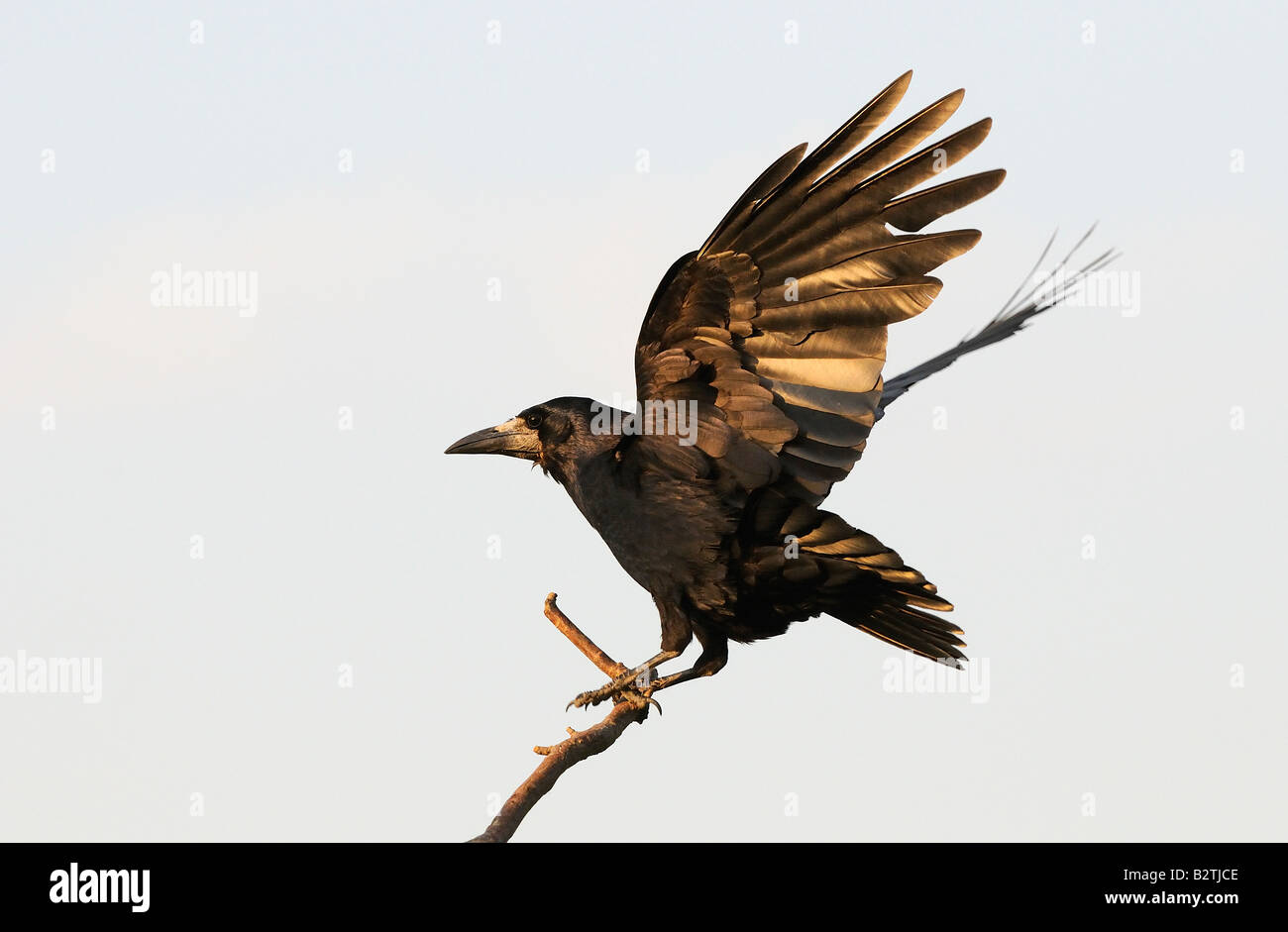 Rook Corvus frugilegus Oxfordshire UK atterraggio sul ramo nella luce della sera Foto Stock