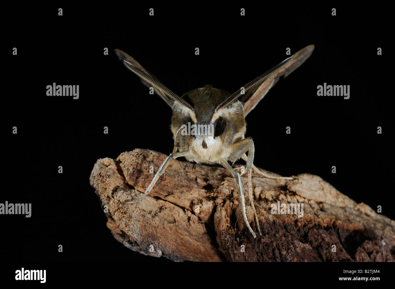 Striped Hawkmoth Hyles livornica Oxfordshire UK sul pezzo di legno vista frontale che mostra la testa e gli occhi Foto Stock