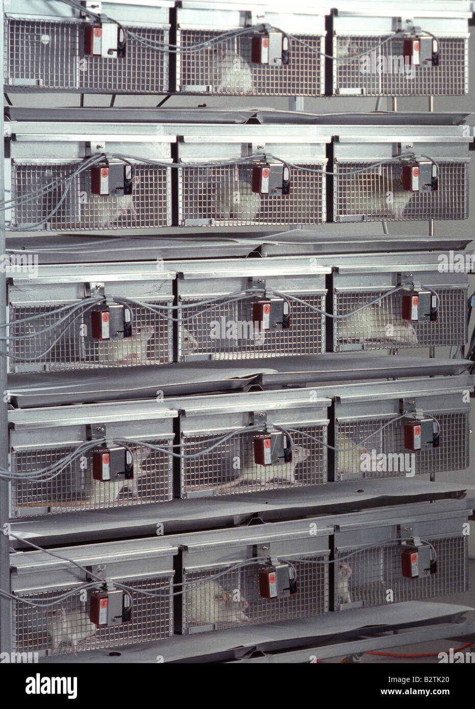 Ratti in gabbie utilizzate per i test sugli animali in studi preclinici drug trials per l'industria farmaceutica, STATI UNITI D'AMERICA Foto Stock