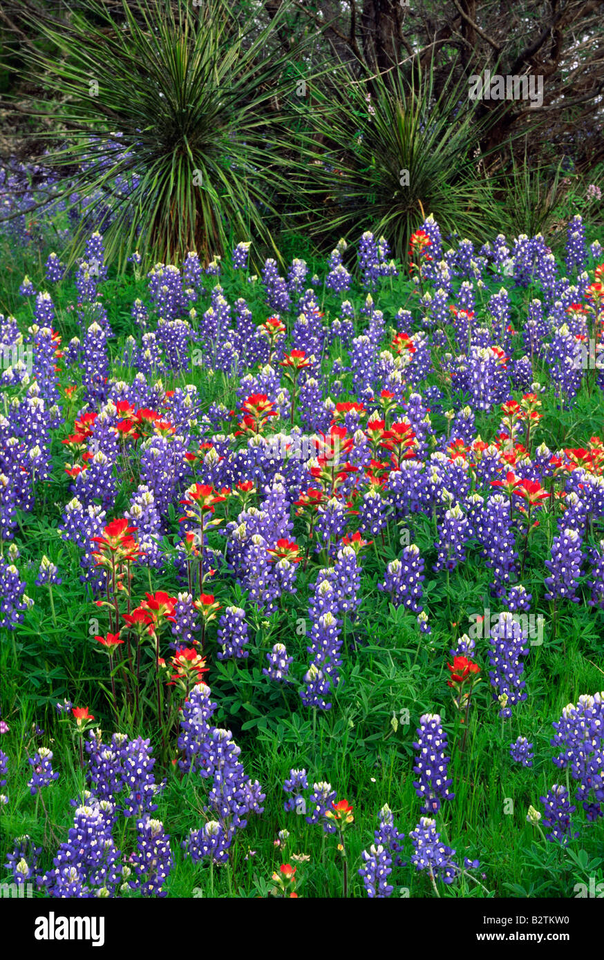 Fiori selvaggi vicino a Willow City,Texas Foto Stock