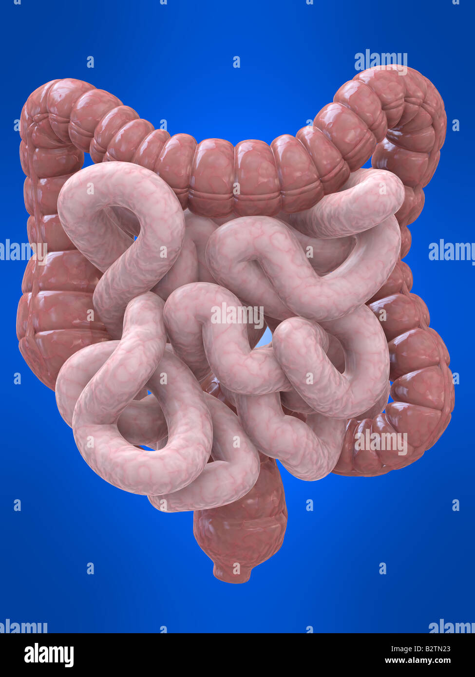 Il colon e intestino Foto Stock