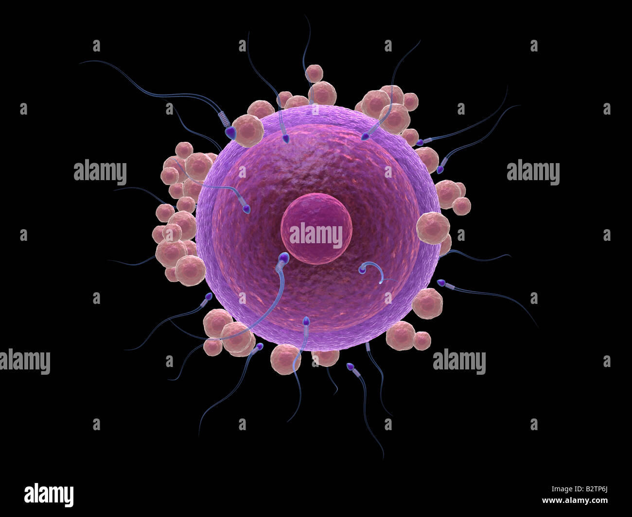 Uovo umano e lo sperma Foto Stock