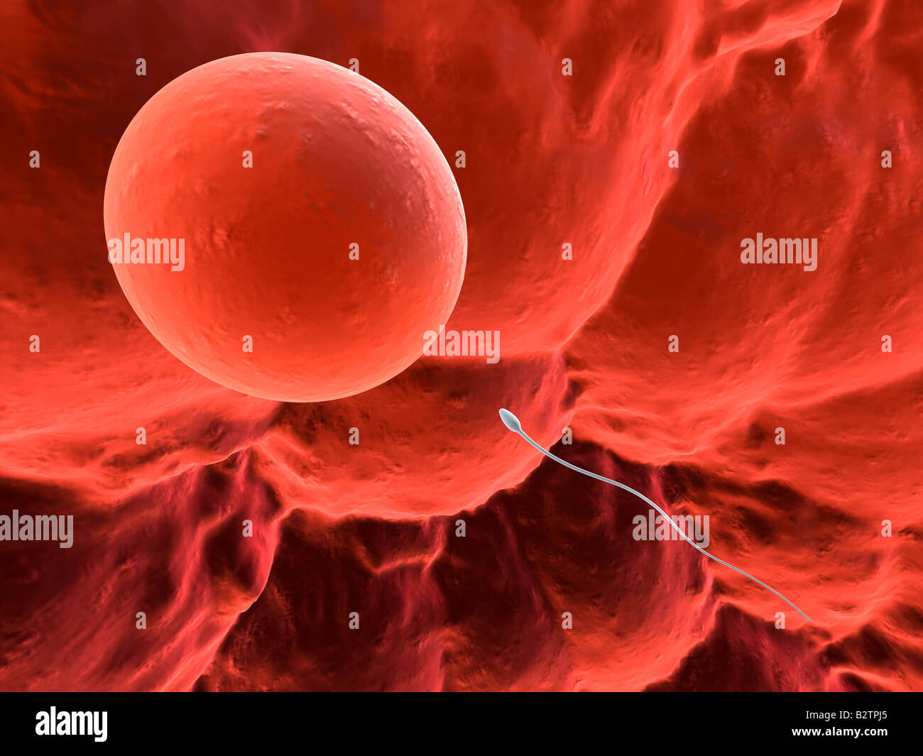 Uovo umano e lo sperma Foto Stock