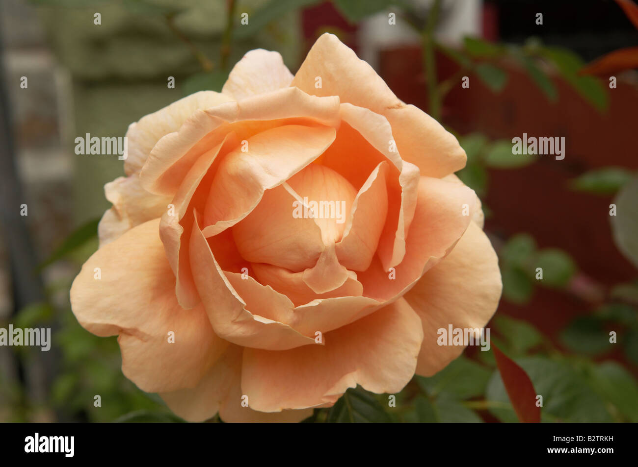 Rosa gialla Foto Stock
