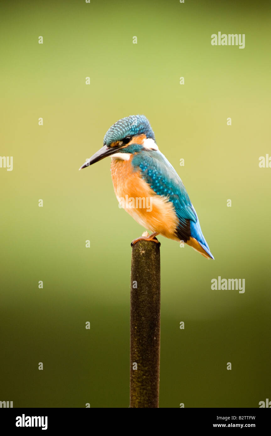 Kingfisher, Alcedo atthis, appollaiato su bull rush Foto Stock