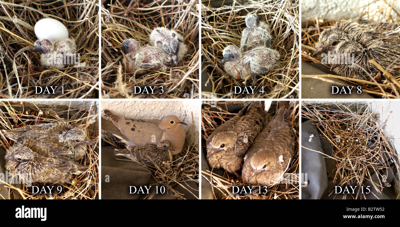 Otto-telaio, 15-giorno, iniziando il ciclo di vita del neonato colombe lutto Colomba Zenaida macroura Foto Stock