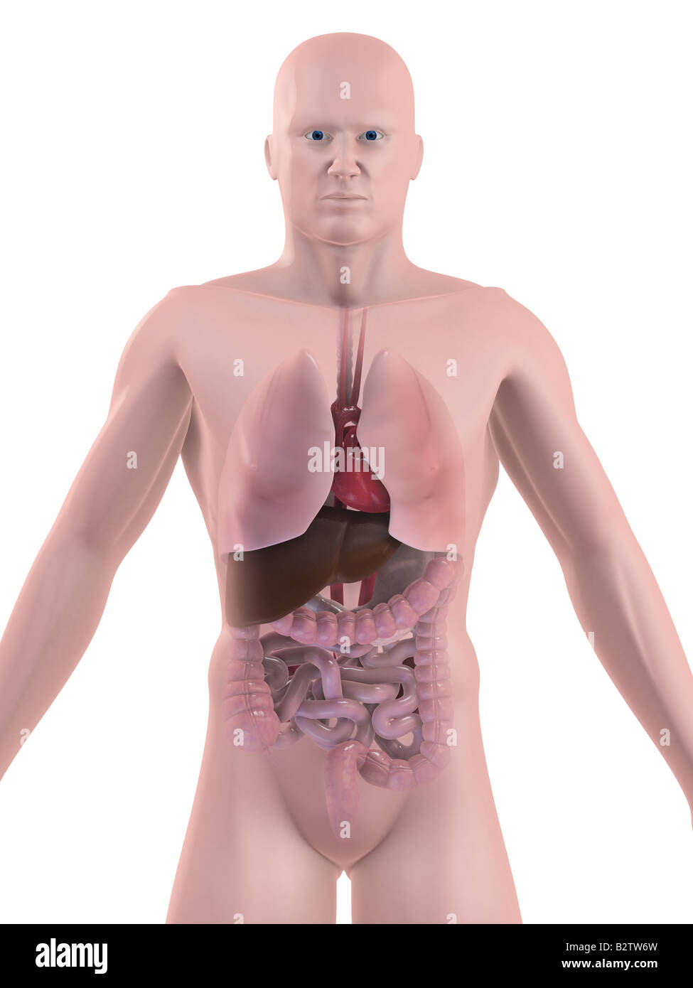 anatomia umana Foto Stock