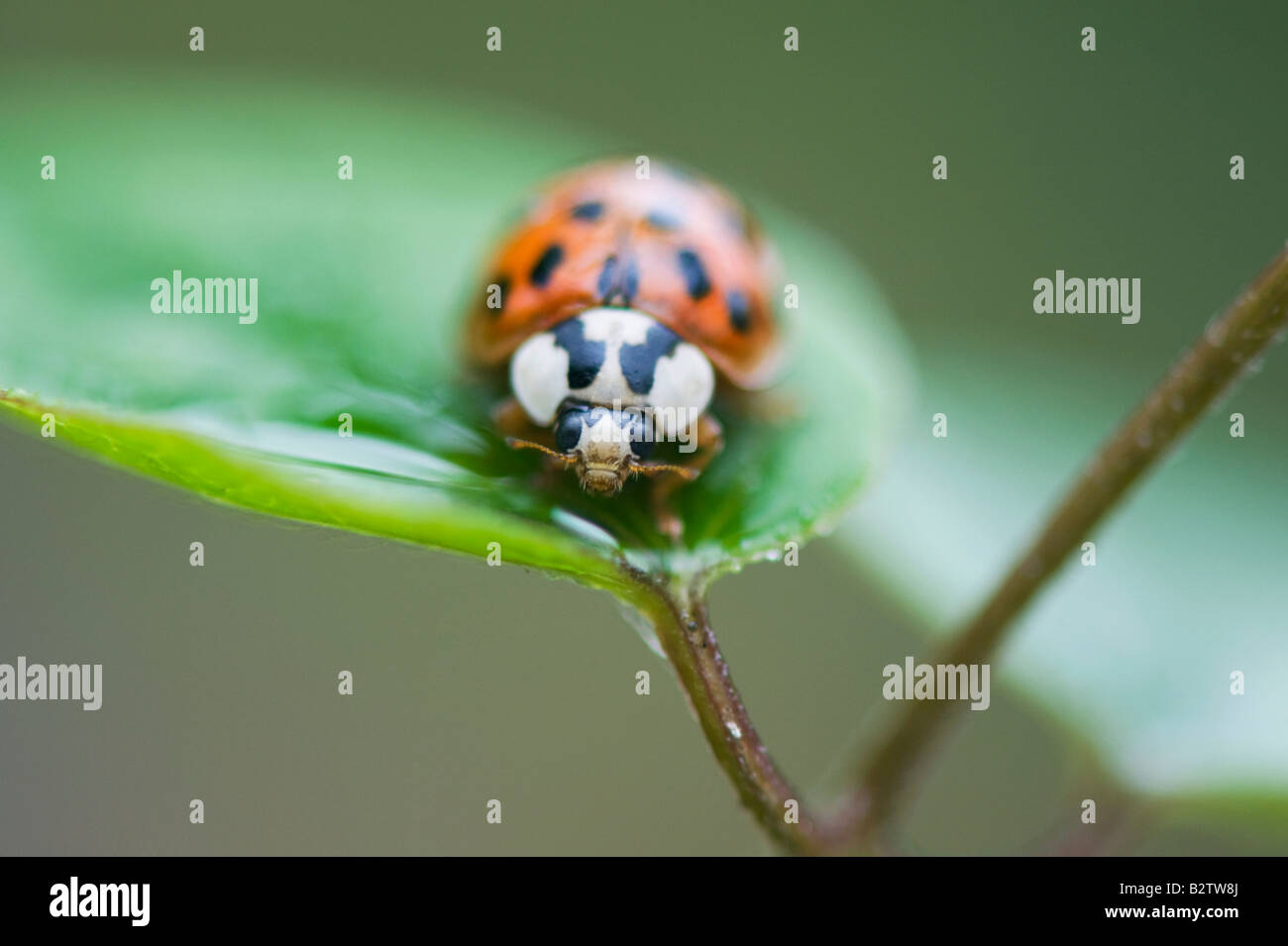 Harlequin ladybird seduto su una pianta a foglia. Regno Unito Foto Stock