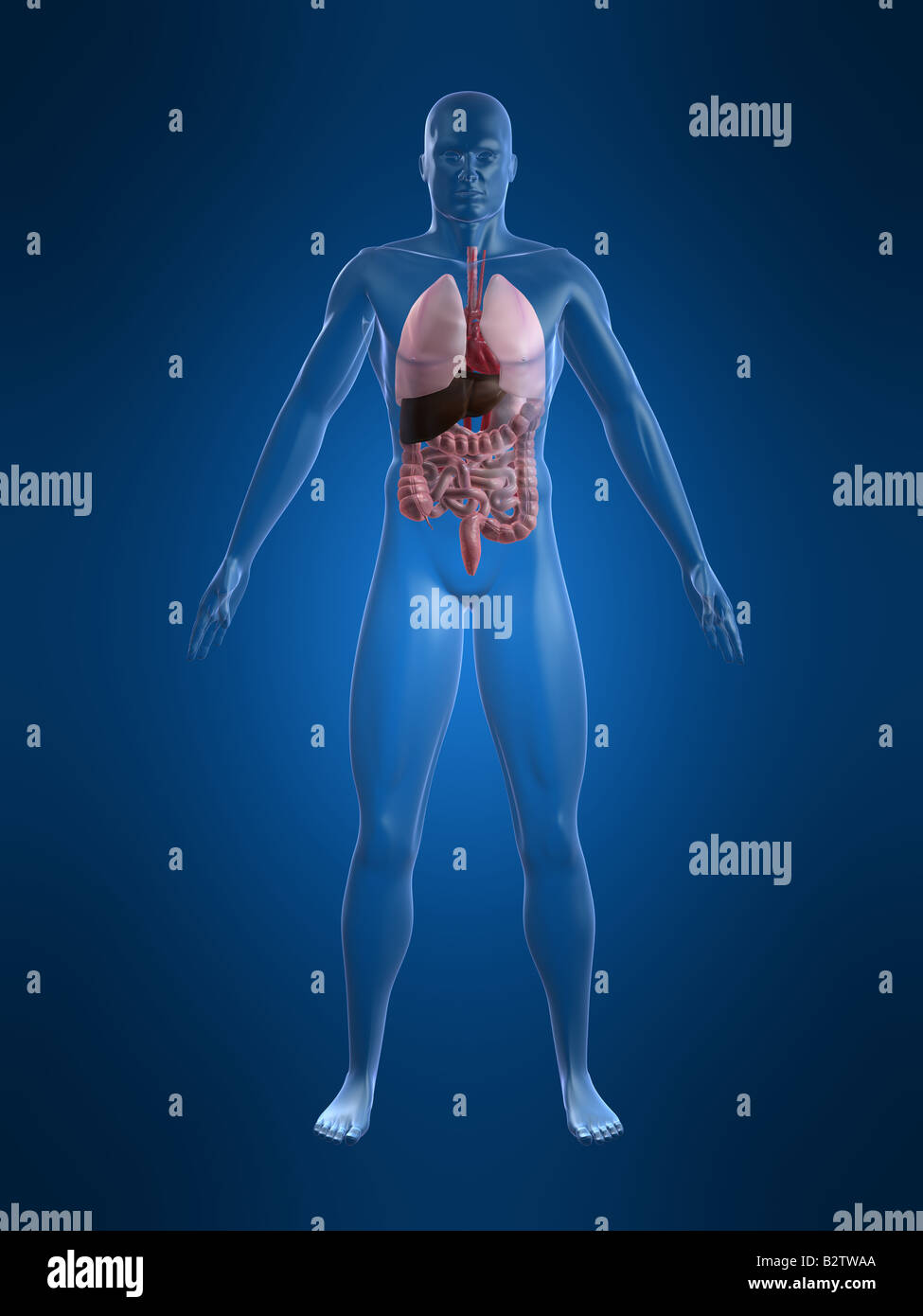 anatomia umana Foto Stock