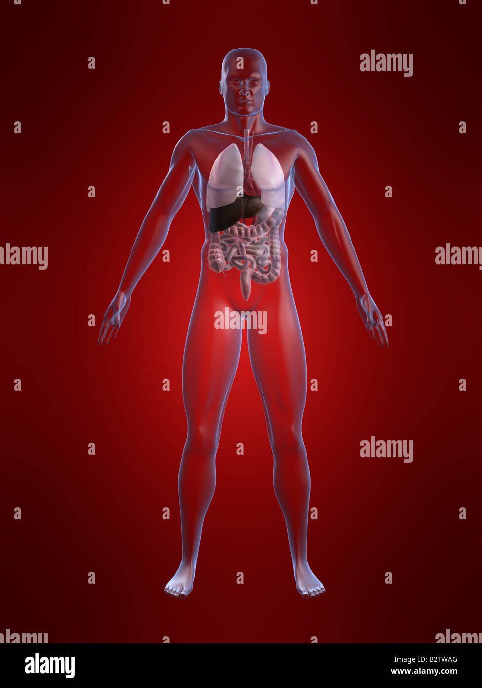 anatomia umana Foto Stock