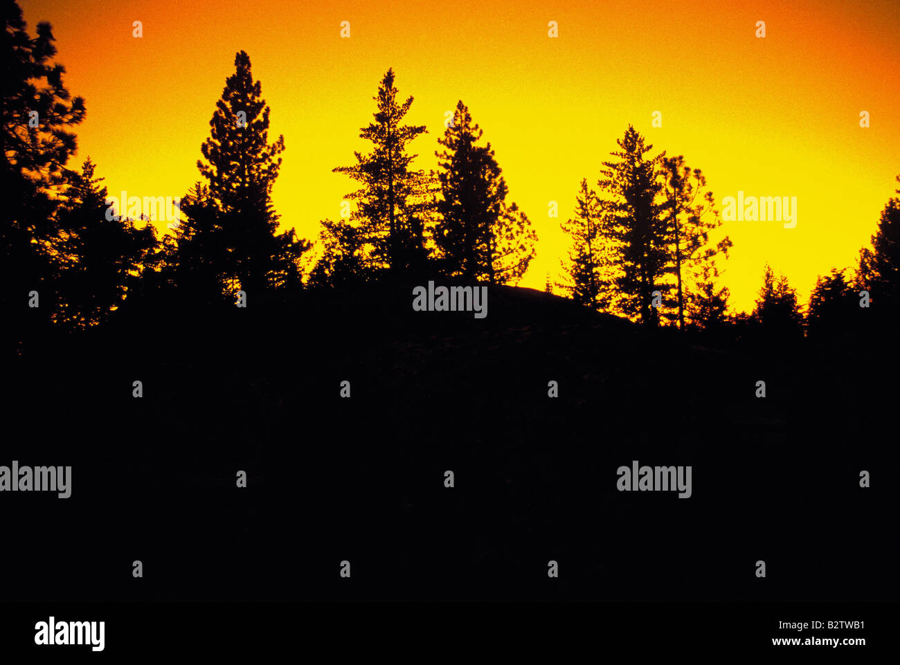 Silhouette di montagna e tramonto ad albero Foto Stock