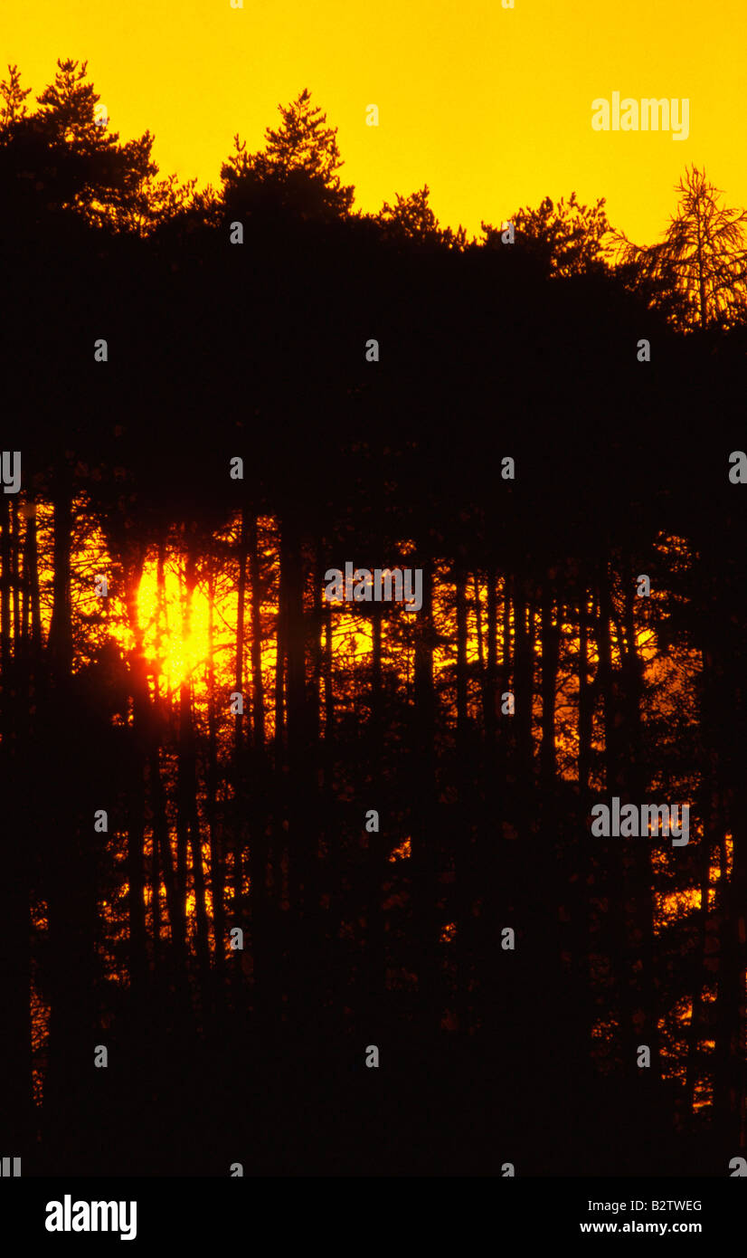 Silhouette di montagna e tramonto ad albero Foto Stock