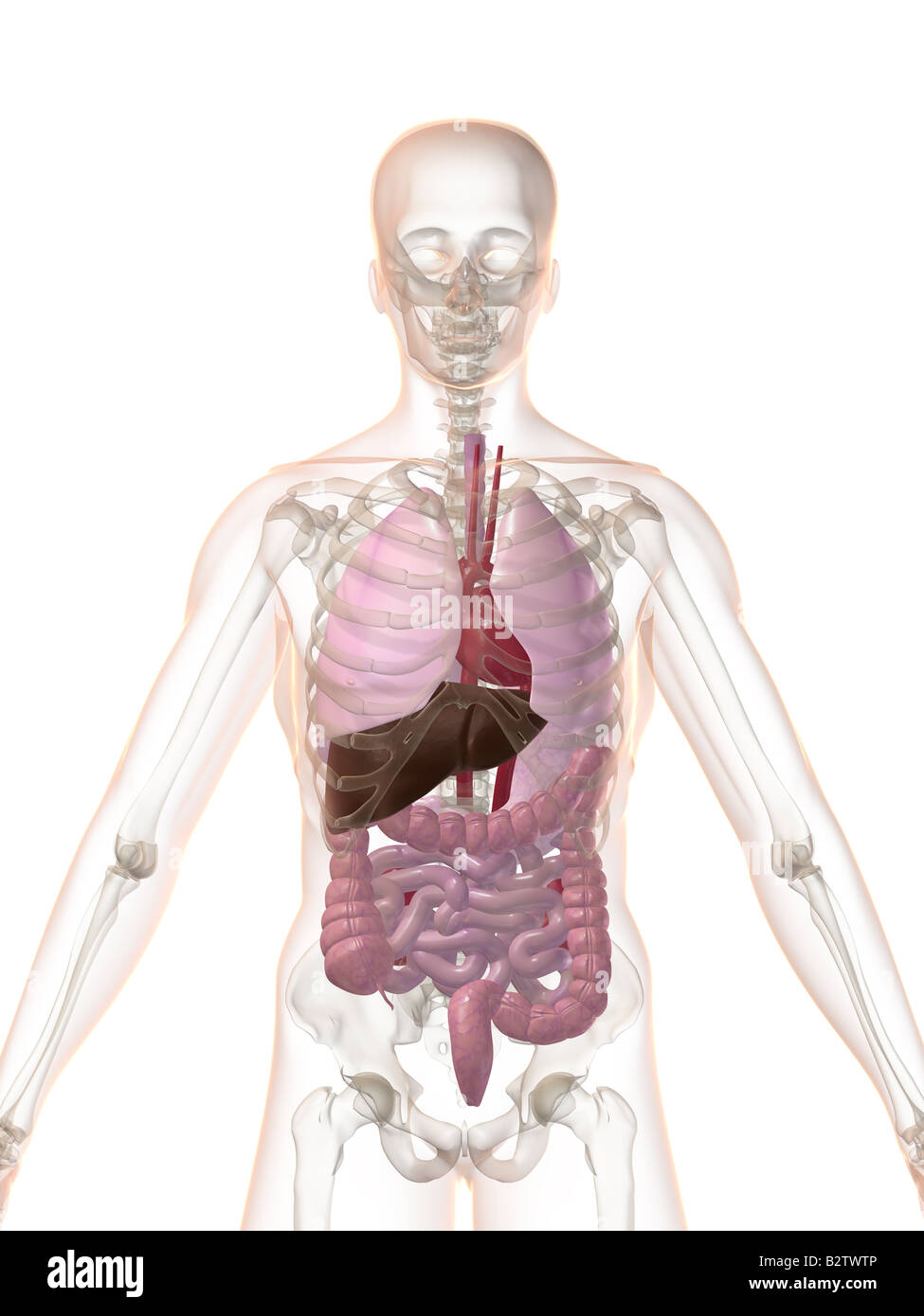 anatomia umana Foto Stock