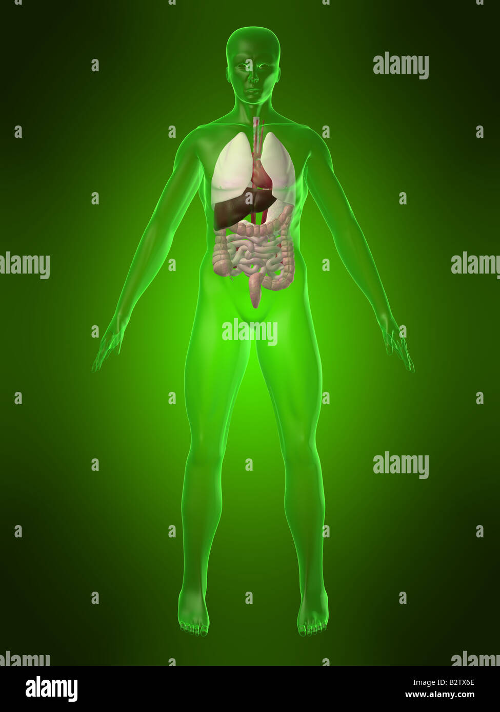 anatomia umana Foto Stock