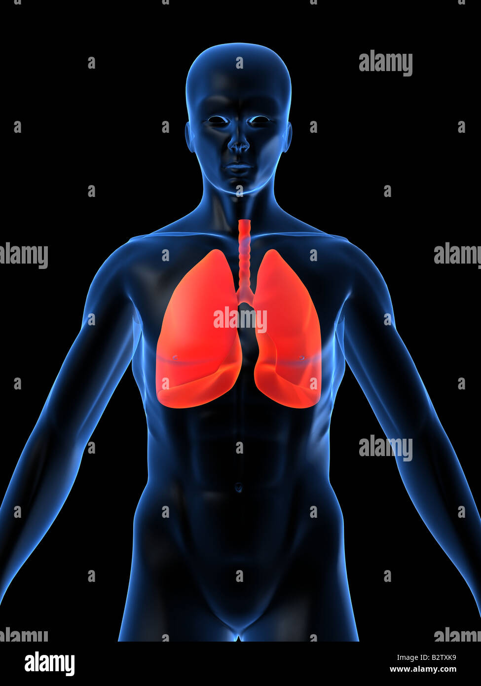 polmone umano Foto Stock