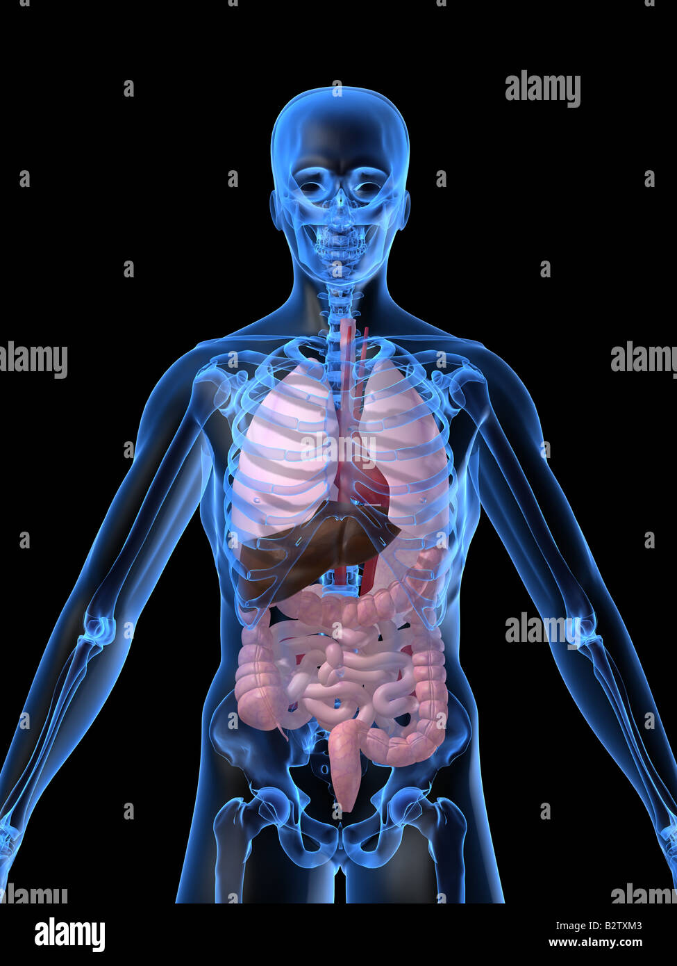 anatomia umana Foto Stock