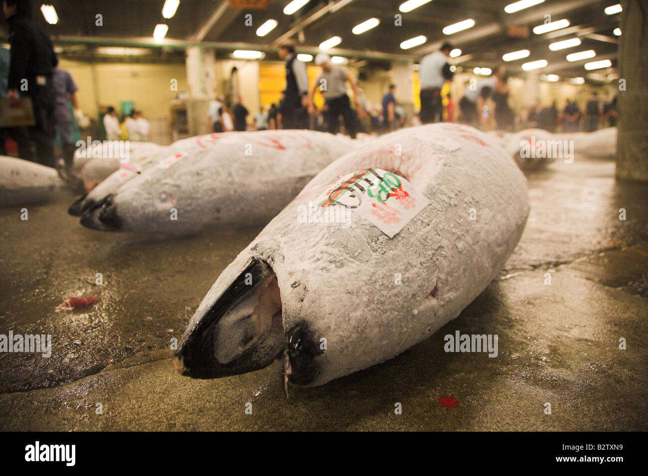 Tonno congelato in vendita presso la mattina presto il mercato del pesce di Tsukiji a Tokyo. Foto Stock