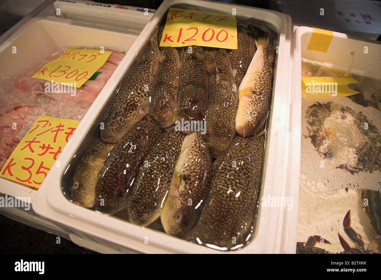 Velenoso Blow fish in vendita presso la mattina presto il mercato del pesce di Tsukiji a Tokyo. Foto Stock