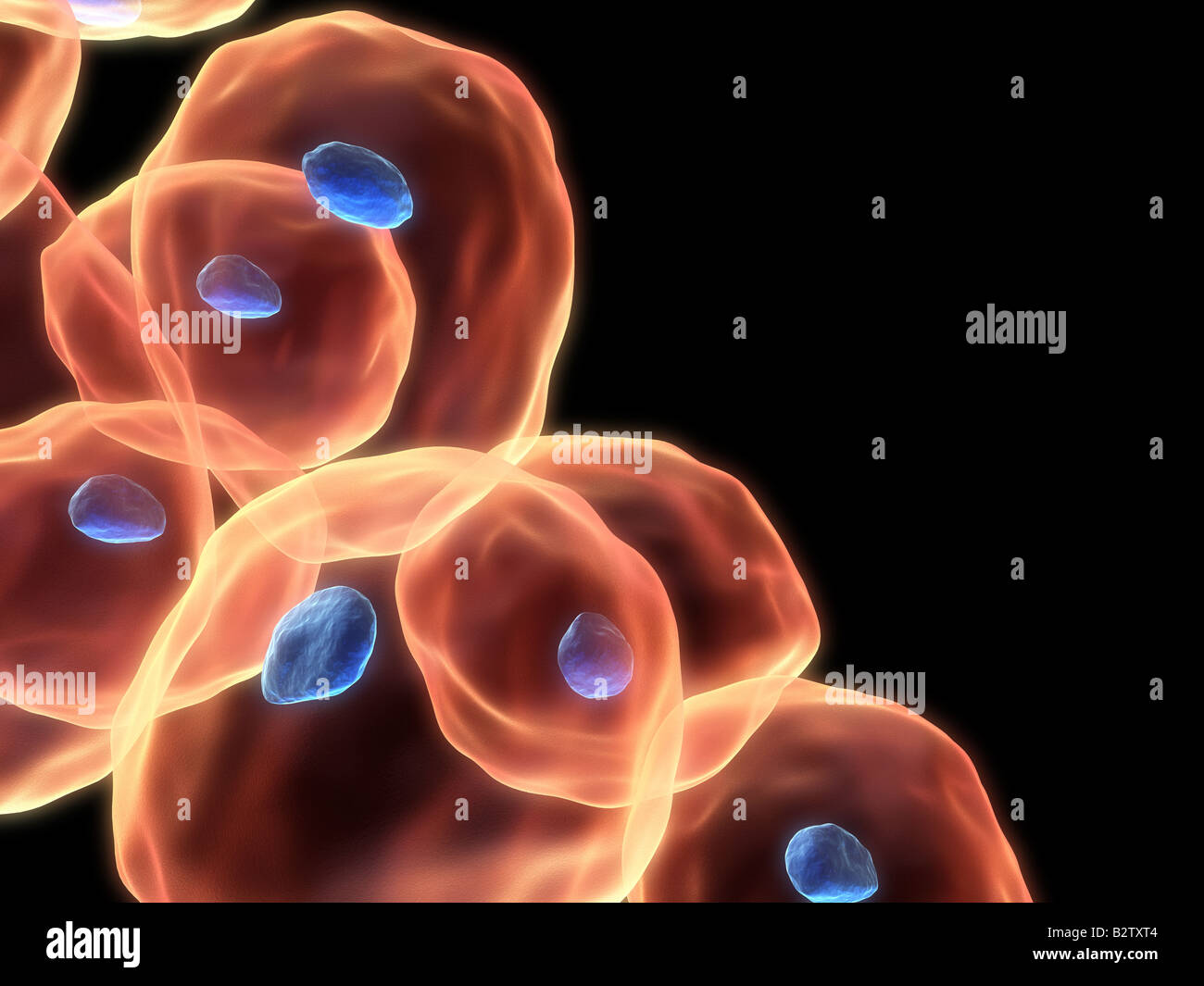 cellule umane Foto Stock