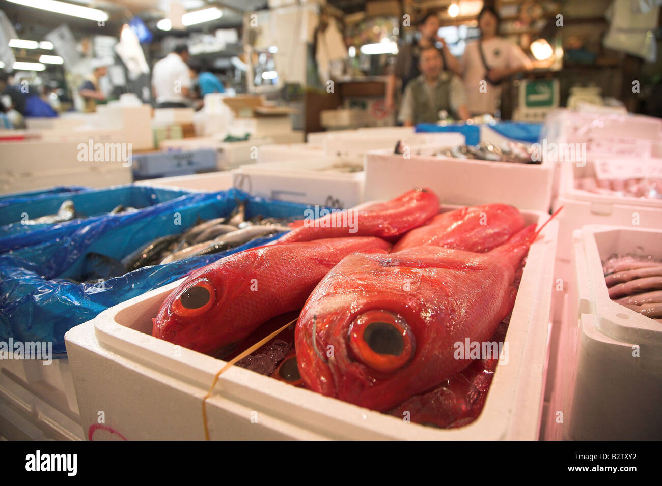 Il pesce in vendita presso la mattina presto il mercato del pesce di Tsukiji a Tokyo. Foto Stock