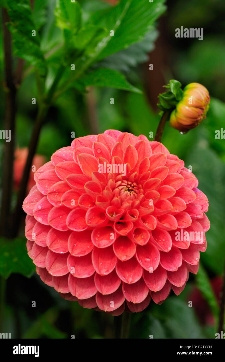 Dahlia 'Jomanda' Foto Stock