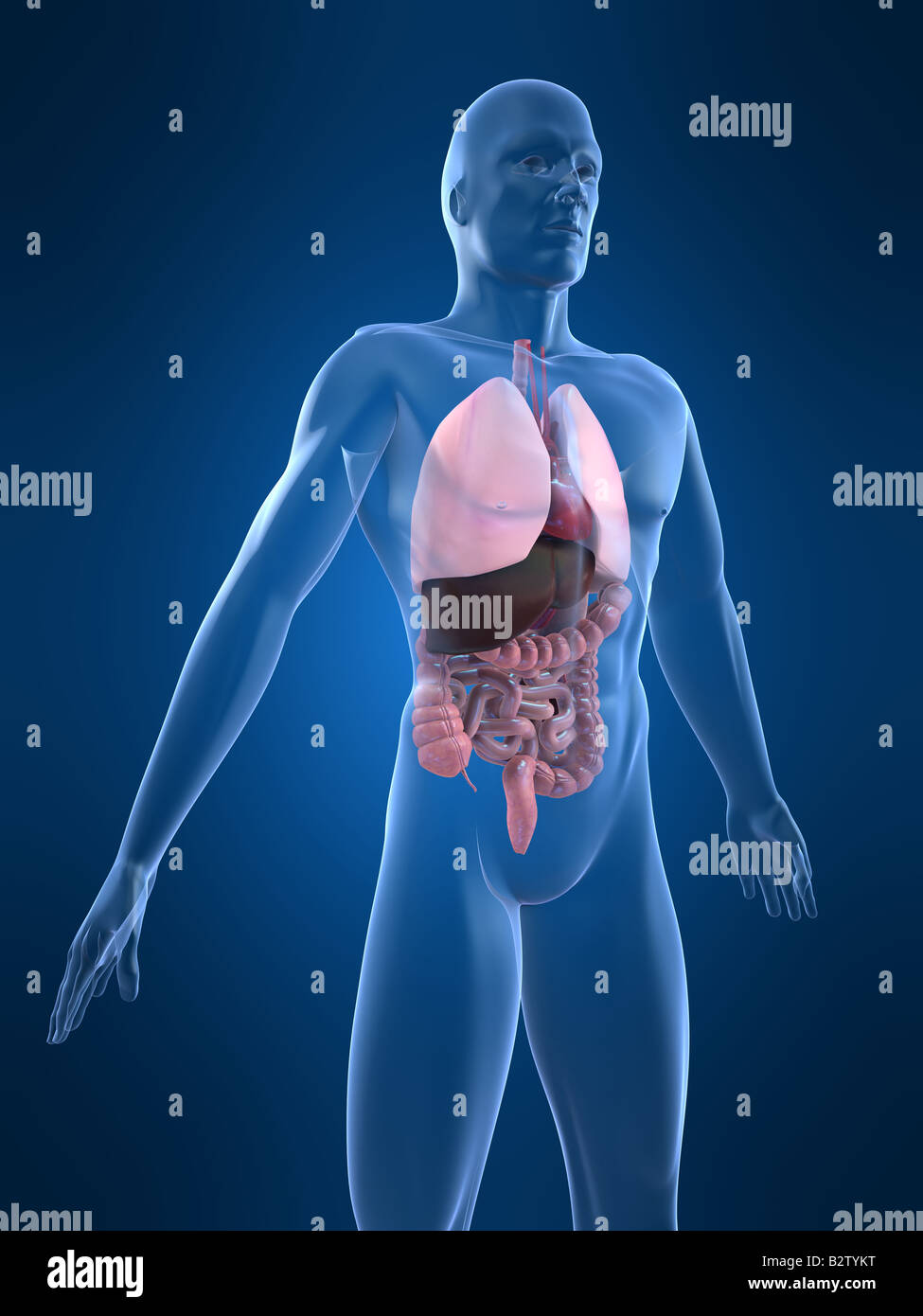 anatomia umana Foto Stock