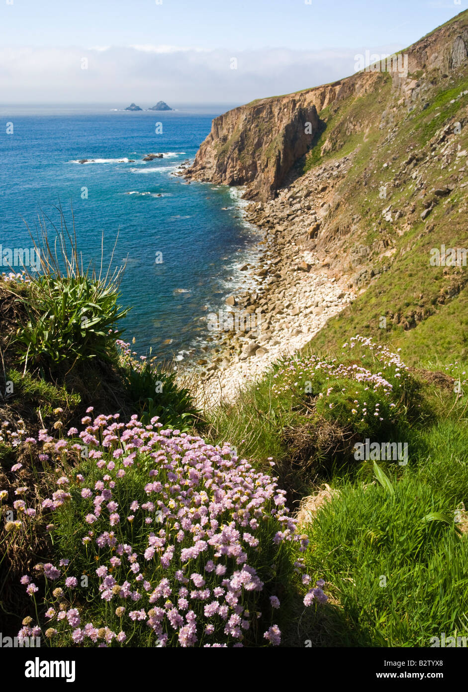 Fiori Selvatici sul Cornish Coast sopra Polpry Cove Foto Stock
